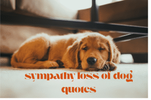 sympathy loss of dog quotes