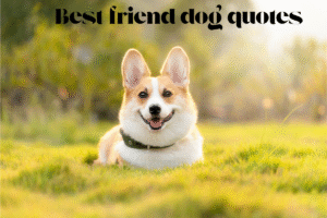 Best friend dog quotes