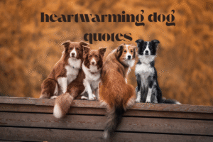 heartwarming dog quotes