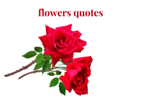 flowers quotes